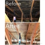 Attic Mold Removal