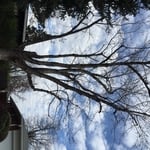 Maple Prune-Littleton