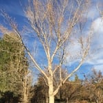 Maple Prune-GV