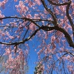 weeping cherry