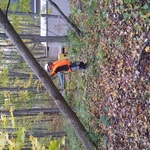 Tree services