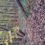 Tree services