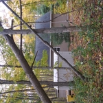 Tree services