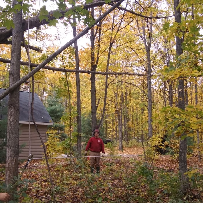 Tree services