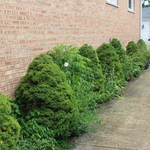 Drive way before