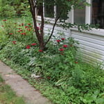 Back yard before