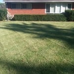 Second cut with stripes