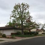 Liquidambar tree