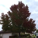 Liquidambar tree