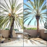 Date Palm Tree