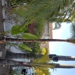 Bird of paradise