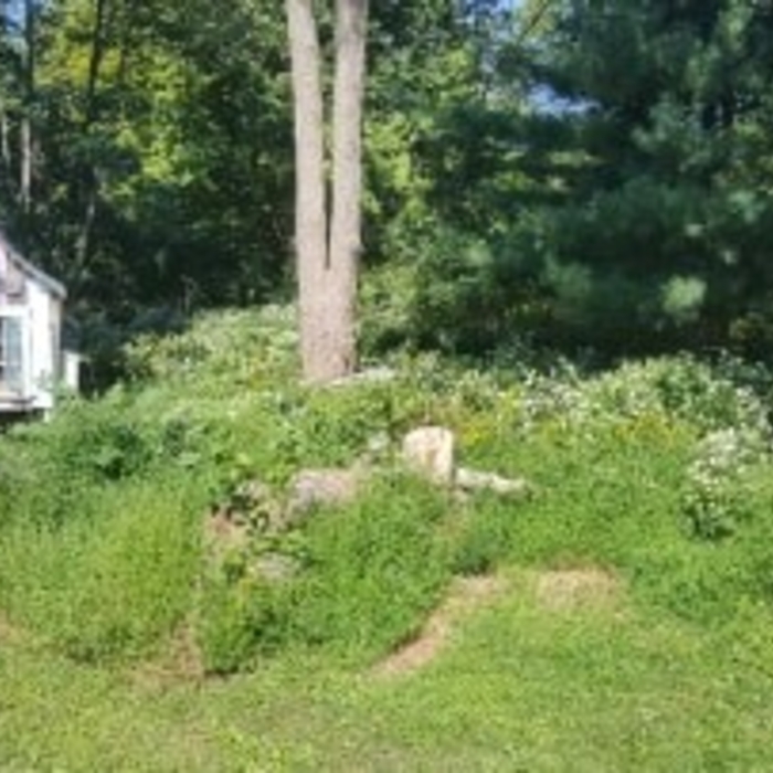 Tall brush/brush Removal