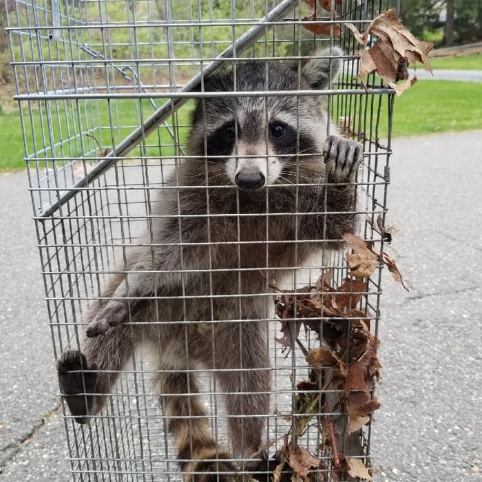Racoon