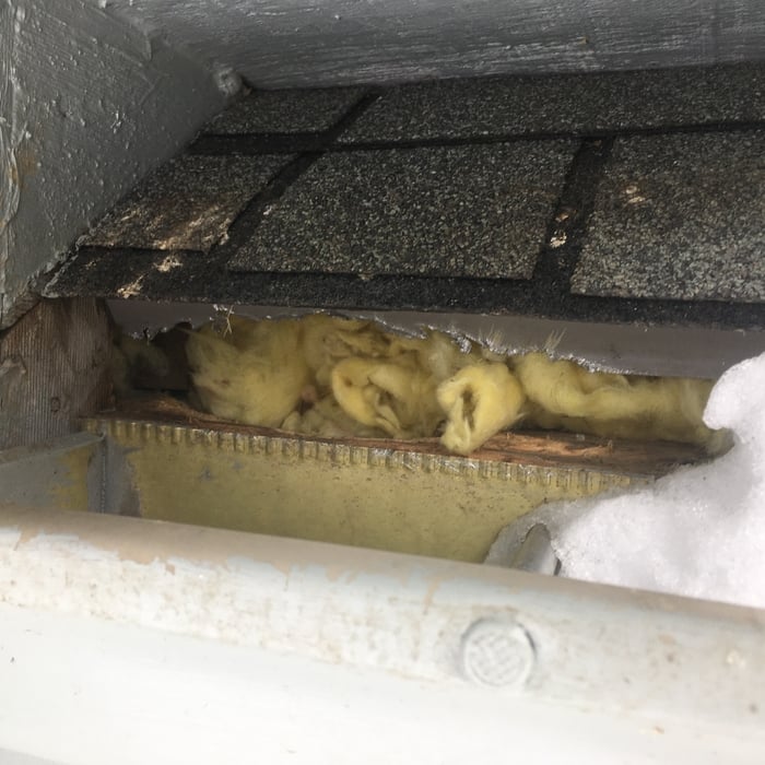 Squirrels in Attic- Springboro