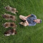 Raccoon invasion