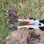 Trapping dog
