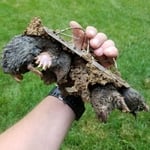 Moles