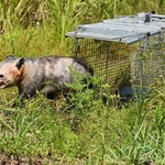 Opossum