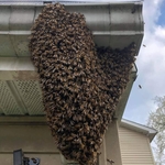 Bees