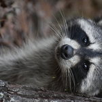 Raccoon