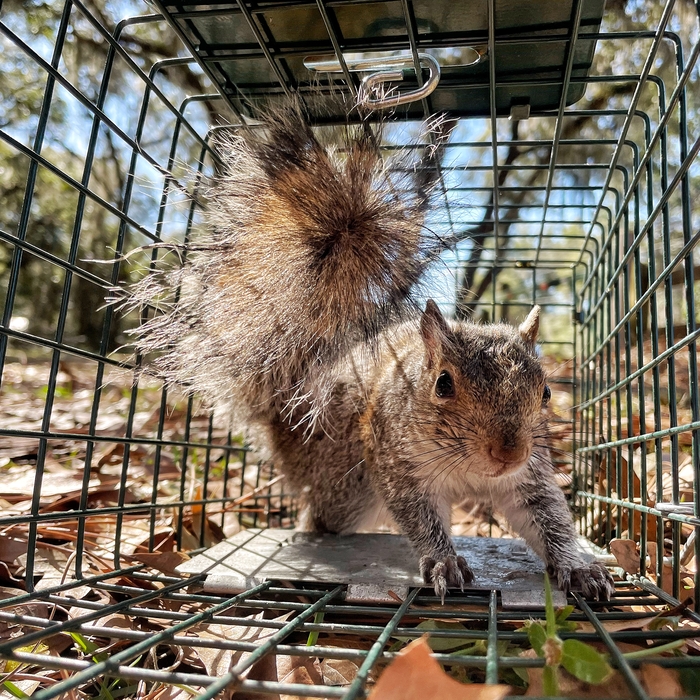 Squirrel
