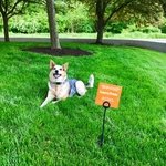 Lawn Pride - Happy Dog
