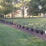 Landscaping Install