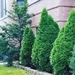 Trees