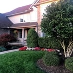 bush trimming tree shaping