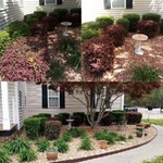 Bush trimming & Weed removal