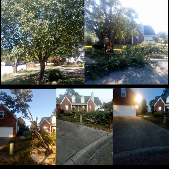 Tree removal