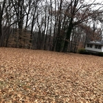 Fall leave cleanup before