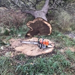 Timber
