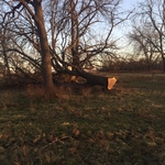 Ozark Mountain Logging