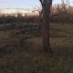 Ozark Mountain Logging