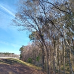 Tree work 95