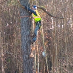 Tree work 95