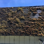 Moss and Mold Before