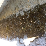 Moss and Mold Before