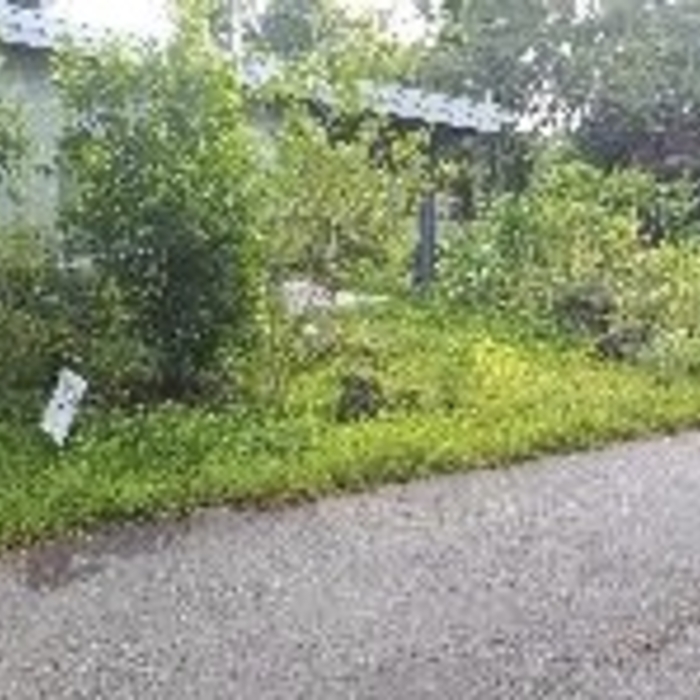 Fall Clean Up/ Mantain Landscape