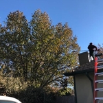 TREE TRIMMING