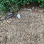 Plumbing/Excavation
