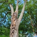 Tree removal
