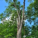 Tree removal