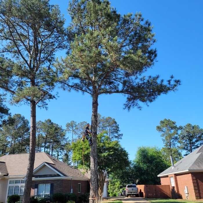 Pine tree removal