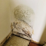 Mold Removal