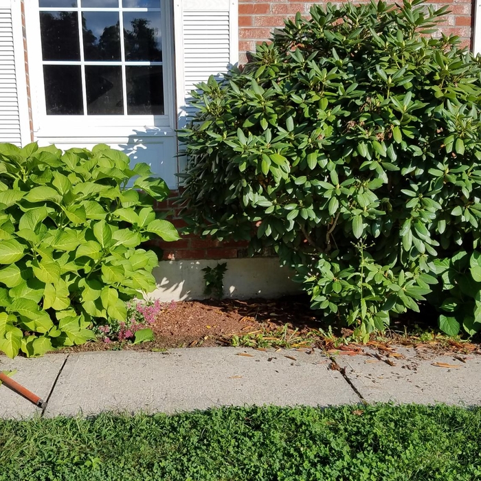 Weeding has begun, but trimming is needed
