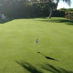 Natural Seashore Turf Green