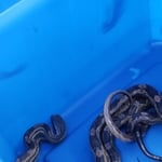 Snake Removal