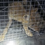 Fox Removal